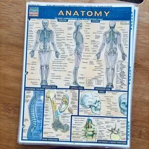 Other | 5 Quick Study Academic Laminated Anatomy Study Guides Body ...